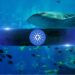 Cardano Whales Boosts Holdings by 11% in a Month as ADA Aims for $0.5