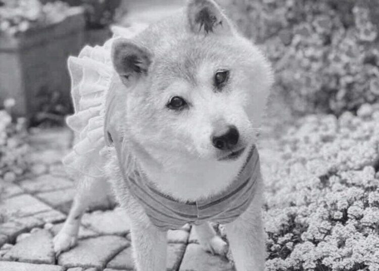 Kabosu, the Shiba Inu Behind the Iconic Meme, Dies at 18