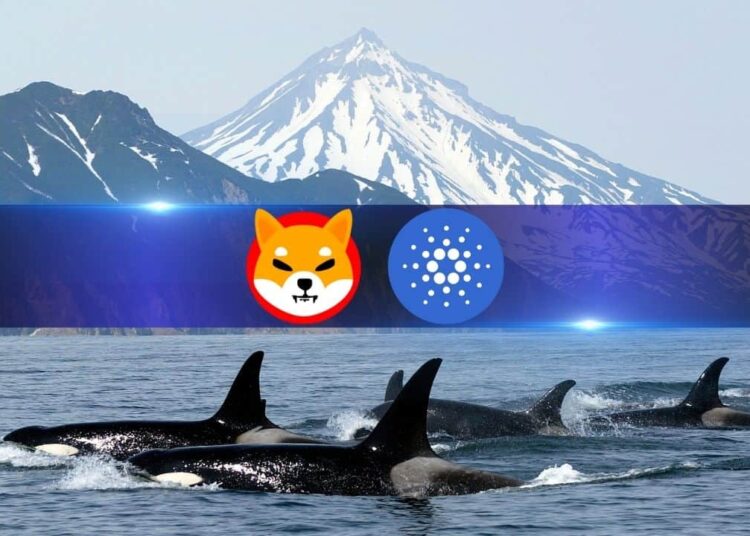 Cardano, Shiba Inu, Jasmy Catch Whale Fever as Large Transactions Spike