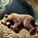 Bitcoin Technical Analysis: Bearish Sentiment Tightens Grip as BTC’s Downtrend Continues