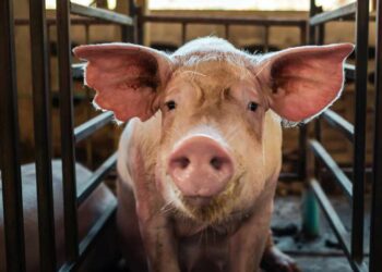 FBI Seizes $2.5M in Crypto From Thailand-Based Pig Butchering Scam Targeting Americans