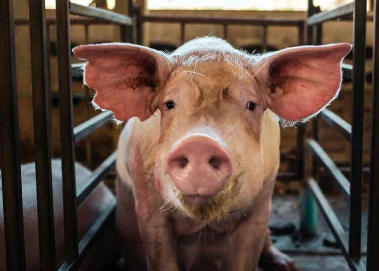 FBI Seizes $2.5M in Crypto From Thailand-Based Pig Butchering Scam Targeting Americans