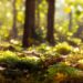 Verofax Partners With Climate Tech Firm Netgreen to Power Global Reforestation Efforts