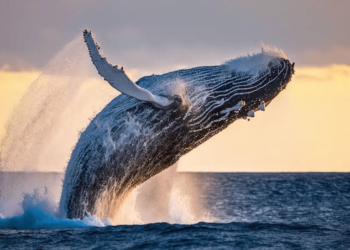 Whales Invest Millions In BTC, New Crypto ICO Pepe Unchained As Prices Dip