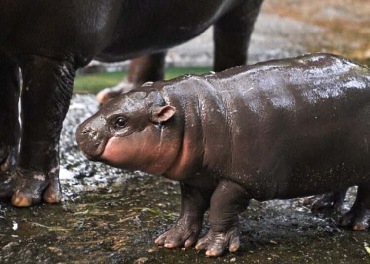 Adorable Baby Hippo Inspires Moo Deng Token — Soars 1,398% in a Week