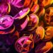 Memecoin Built on Ethereum Layer-2 Scaler Surges by Nearly 128% After Being Added to Coinbase’s Listing Roadmap