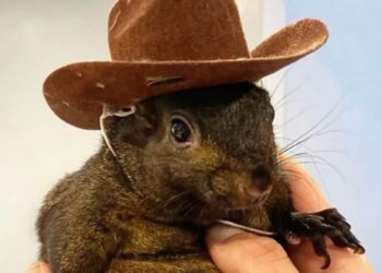Squirrel Dad Sends Legal Warning to Binance for Alleged Misuse of PNUT Branding