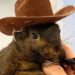 Squirrel Dad Sends Legal Warning to Binance for Alleged Misuse of PNUT Branding