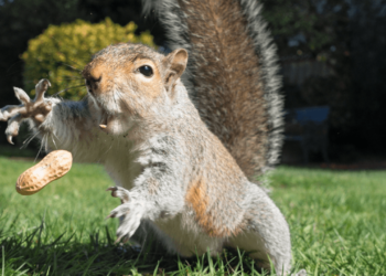 Is the Owner of Peanut the Squirrel a Serial Memecoin Opportunist?