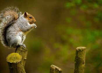 Peanut the Squirrel Owner Vows to Sue Exchanges for Alleged PNUT Trademark Infringement