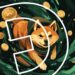 A DEX That Trades Dogecoin and Dogwifhat in One Place: Multichain Trading With Crypto Exchange Lunex Network