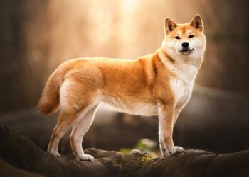 Meme Coins in the Crosshairs: US Government Moves 54 Billion SHIB
