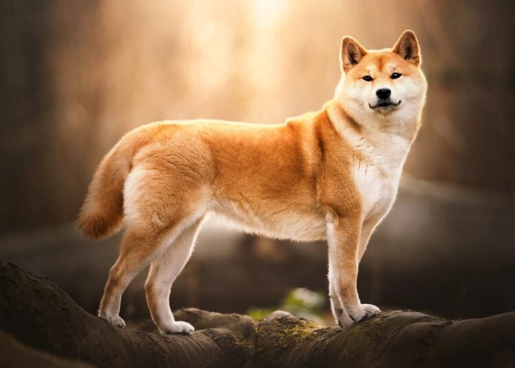 Meme Coins in the Crosshairs: US Government Moves 54 Billion SHIB