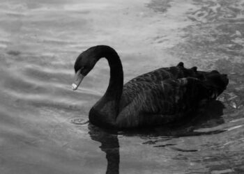 Nassim Taleb Warns About AI’s Bubble Bursting: ‘This Is the Beginning’