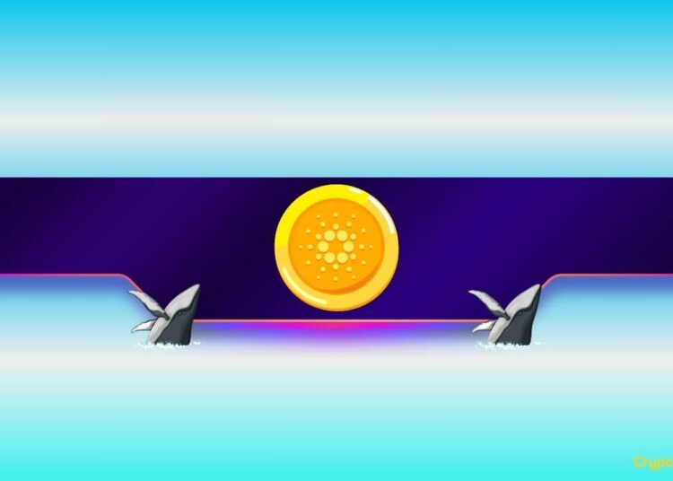 Are Cardano Bulls in Trouble? Whales Unload Millions Worth of ADA