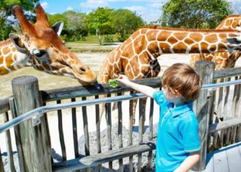 Mexican Billionaire Ricardo Salinas States That Europe Is a Zoo: Citizens to Be Spoon-Fed CBDC
