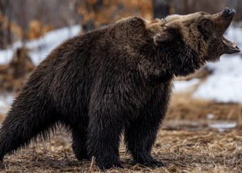 Bitcoin Price Watch: Bearish Momentum Dominates as $80K Support Levels Face Pressure