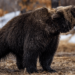 Bitcoin Price Watch: Bearish Momentum Dominates as $80K Support Levels Face Pressure