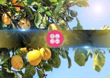 DeFiance Capital Founder Compares Altcoin Market to a ‘Lemon’s Market’
