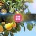 DeFiance Capital Founder Compares Altcoin Market to a ‘Lemon’s Market’