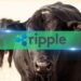 5 Rocket Boosters for Ripple (XRP) Prices in Q2