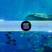 Solana Whales Dump SOL Amid Major Token Unlock 