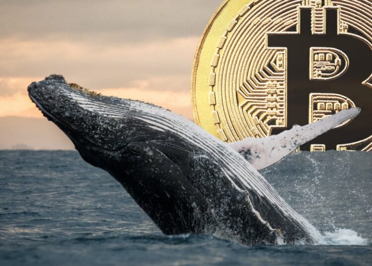 Cryptoquant Report Flags Stalled Whale Accumulation, Miner Pressure Hits Bitcoin