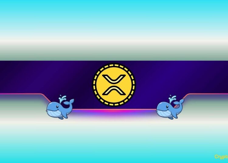 What Do Ripple Whales Know?