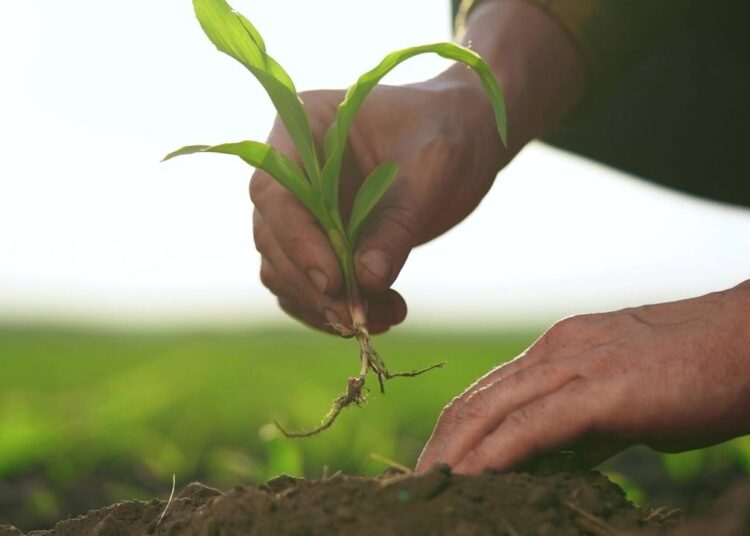 Rootstock Achieved Record Merged Mining Participation Despite Declining User Activity in Q1