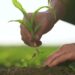 Rootstock Achieved Record Merged Mining Participation Despite Declining User Activity in Q1