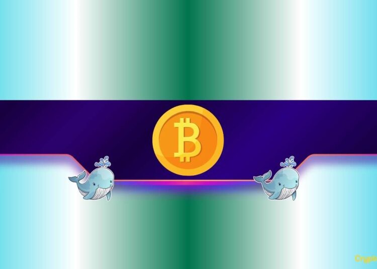 New Bitcoin Bull Run Incoming?