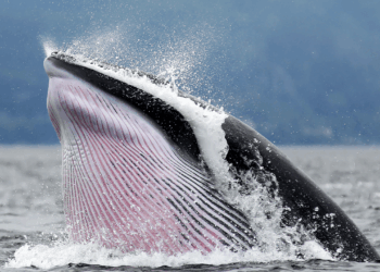 Inside the Crypto Whale Games: How Liquidation Hunting Targets Leveraged Traders