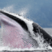 Inside the Crypto Whale Games: How Liquidation Hunting Targets Leveraged Traders