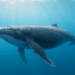 Fourth of July Whale Consolidates 40,000 BTC Into One Address — What’s Next for Billions in Bitcoin?
