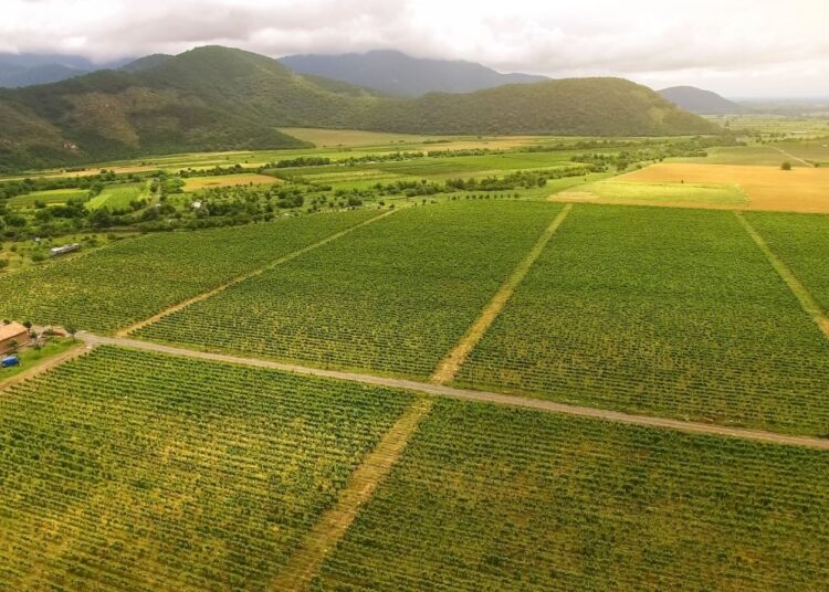 Georgia Secures $100M Partnership to Advance Tokenized Real‑World Asset (RWA) Agriculture