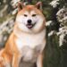 Bitwise Debuts Dogecoin ETF on NYSE With Fee Incentives and Mainstream Appeal