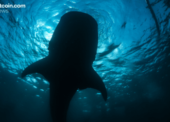 Onchain Analyst: Long-Sleeping Bitcoin Whale Resurfaces, Shifting 2,300 BTC to Paxos Wallet