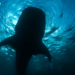 Onchain Analyst: Long-Sleeping Bitcoin Whale Resurfaces, Shifting 2,300 BTC to Paxos Wallet