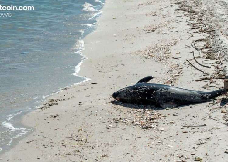 Aqua Wallet Suspends Dolphin Card Program After Provider Issue