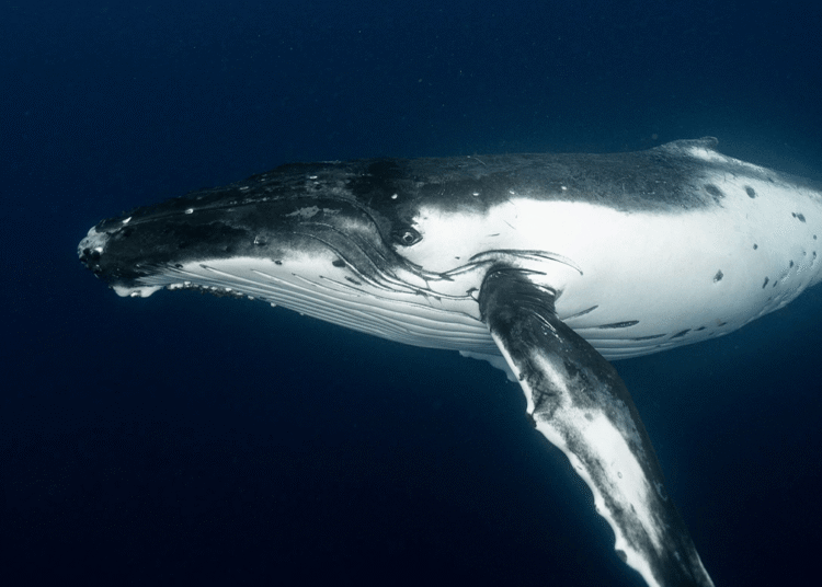 Satoshi-Era Bitcoin Whale Awakens, Moves $48M in Vintage BTC